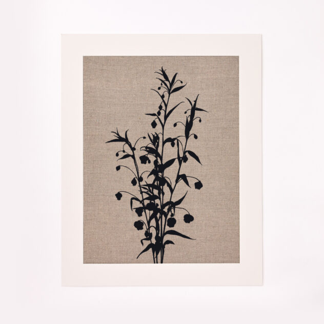 Sandersonia Mount Only